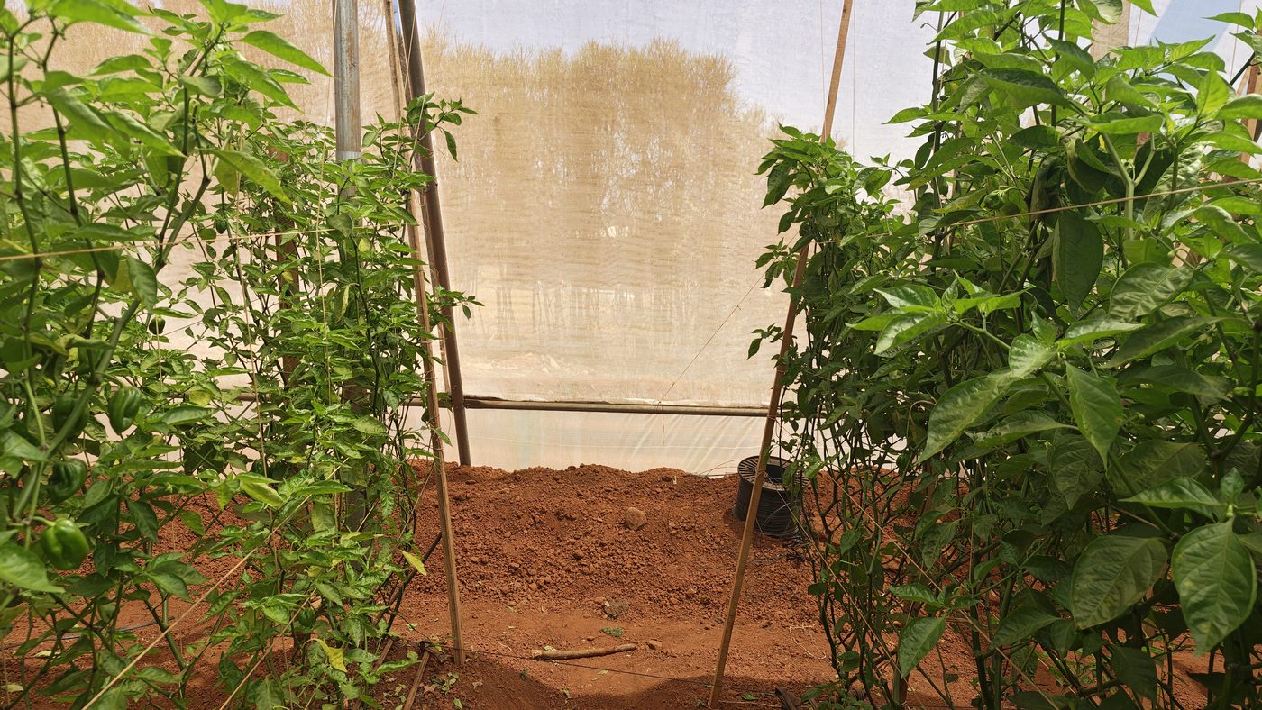 Drip irrigation lines running between rows of young chilli plants inside a greenhouse in Bugesera
