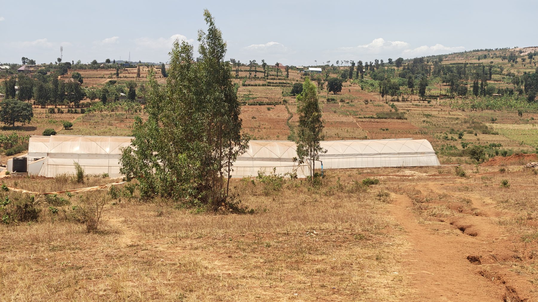 Precision Agriculture in Rwanda: AI, IoT and Farm Data Guide