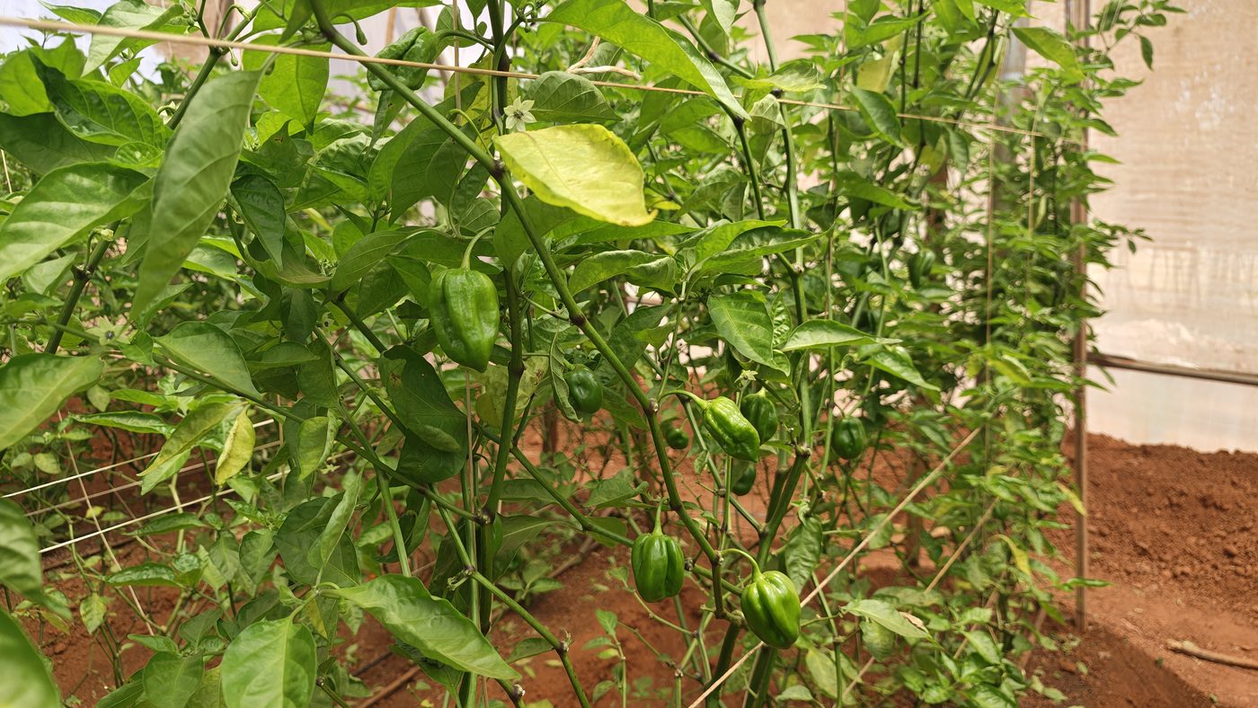 The </div>5 Billion AI in Agriculture Forecast, Read From a Field in Rwanda